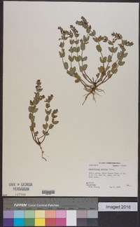 Scutellaria parvula image