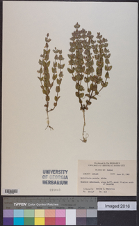 Scutellaria parvula image