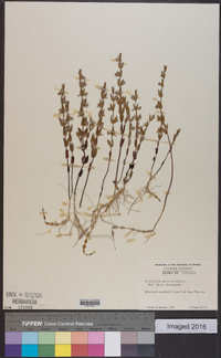 Scutellaria parvula image