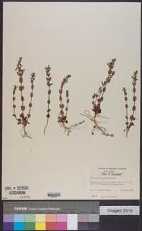 Scutellaria parvula image