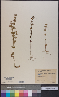 Scutellaria parvula image