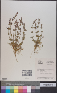 Scutellaria parvula image