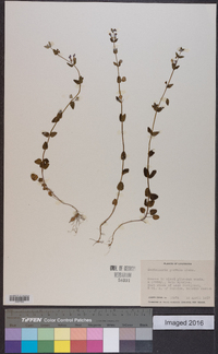 Scutellaria parvula image