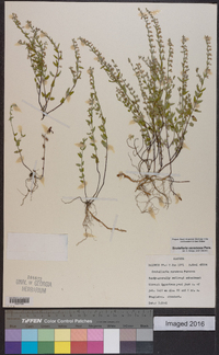 Scutellaria racemosa image