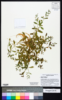 Gratiola virginiana image