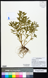 Ludwigia repens image