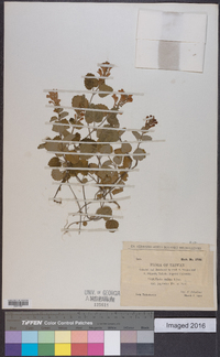 Scutellaria indica image