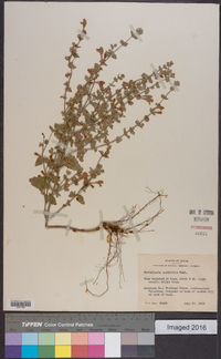 Scutellaria ovata image