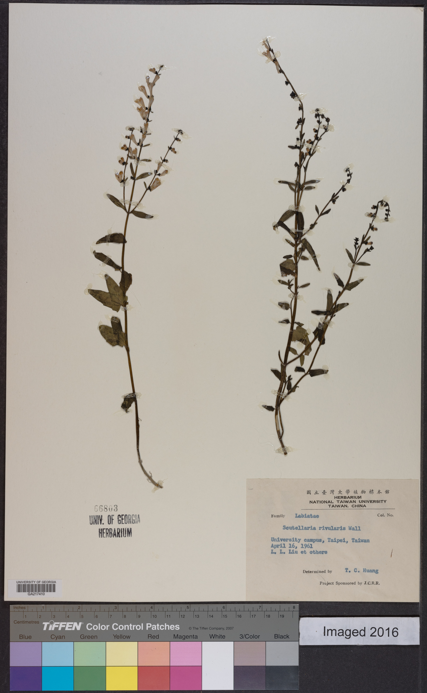 Scutellaria barbata image