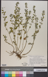 Scutellaria thieretii image