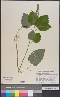 Scutellaria versicolor image