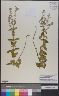 Scutellaria glabriuscula image