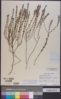 Stachydeoma graveolens image