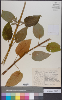 Stachys cooleyae image