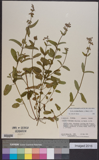 Stachys floridana image