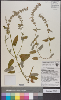 Stachys floridana image