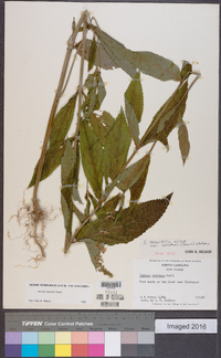 Stachys latidens image