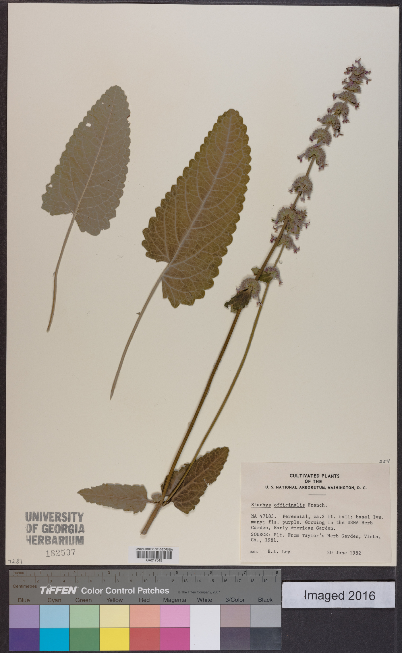 Stachys officinalis image