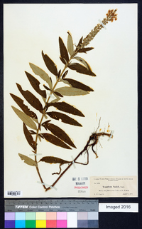 Teucrium nashii image