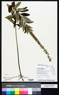 Teucrium canadense var. hypoleucum image