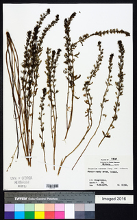 Teucrium cubense image