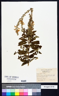 Teucrium nashii image