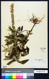 Teucrium nashii image