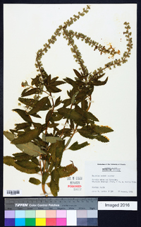 Teucrium nashii image