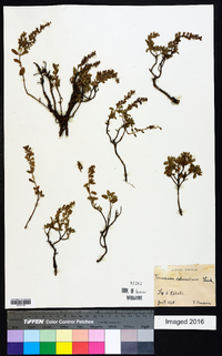 Teucrium salviastrum image