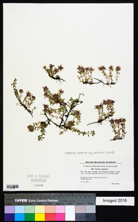 Thymus praecox image