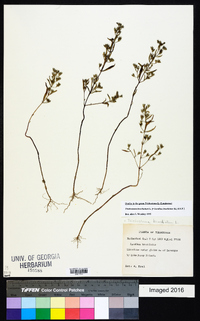 Trichostema coeruleum image