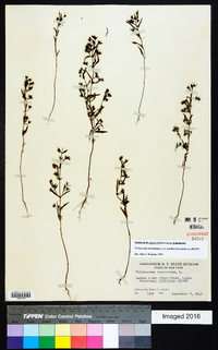 Trichostema coeruleum image