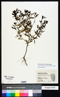 Trichostema coeruleum image