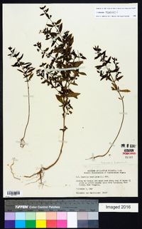 Trichostema coeruleum image