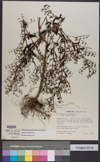 Trichostema dichotomum image