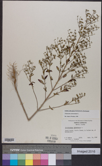 Trichostema dichotomum image