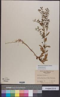 Trichostema dichotomum image