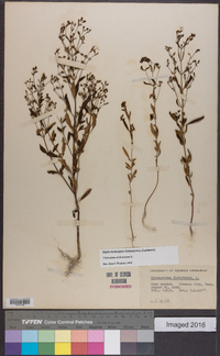 Trichostema dichotomum image