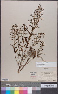 Trichostema dichotomum image