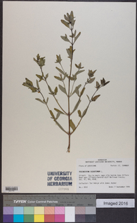 Trichostema dichotomum image