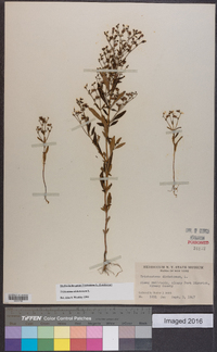 Trichostema dichotomum image