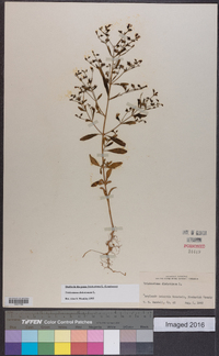 Trichostema dichotomum image