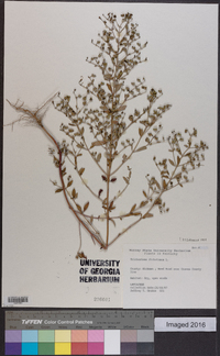 Trichostema dichotomum image