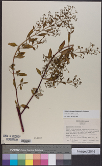 Trichostema dichotomum image