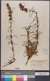 Trichostema lanatum image