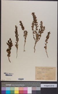 Trichostema ovatum image