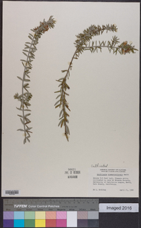 Westringia rosmariniformis image
