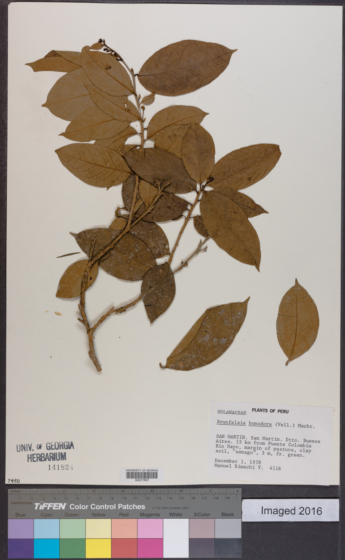 Brunfelsia bonodora image