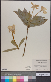 Image of Brunfelsia portoricensis