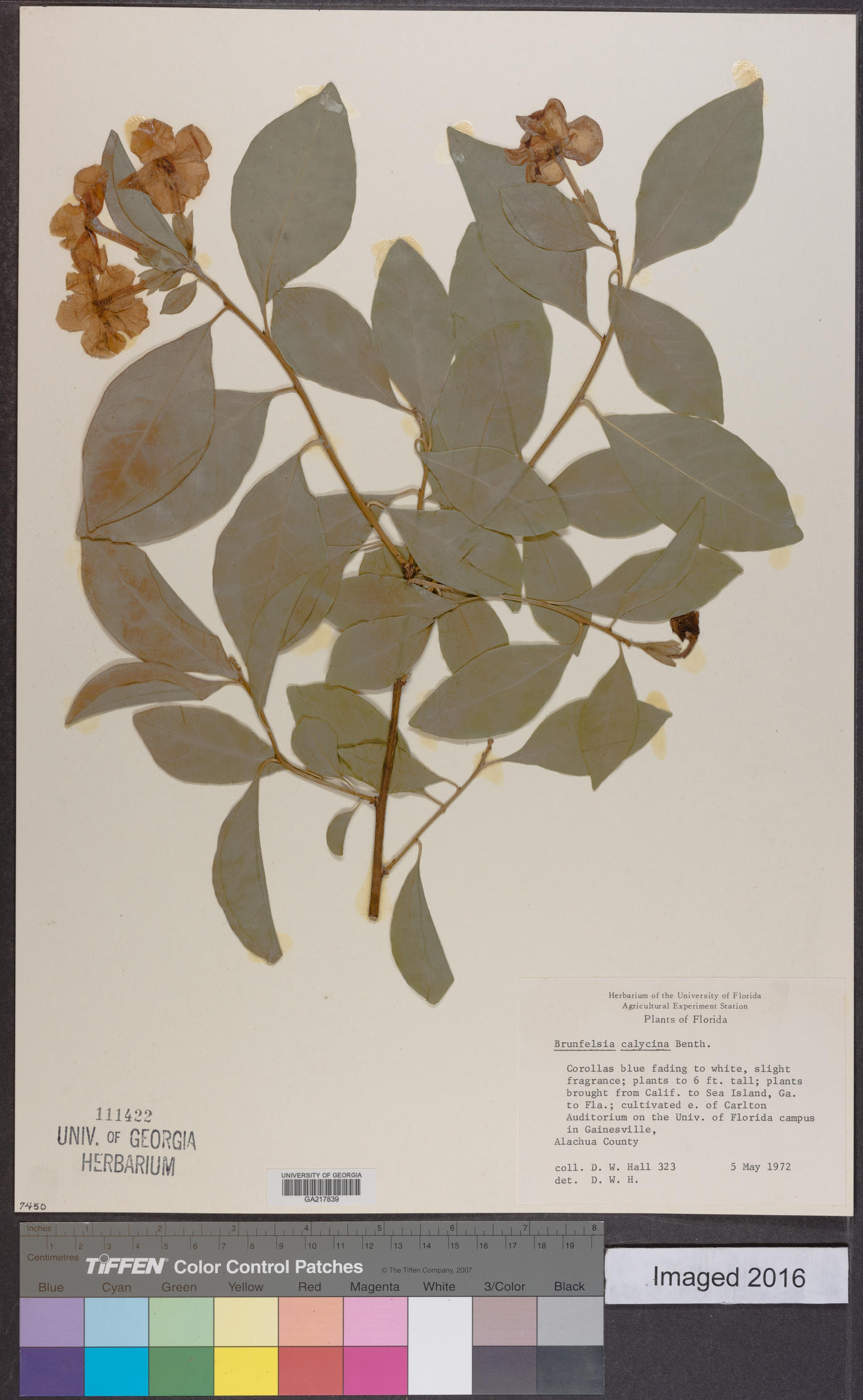 Brunfelsia pauciflora image